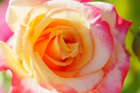 えいこう　栄光