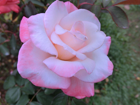 ジェミニsCIMG6964