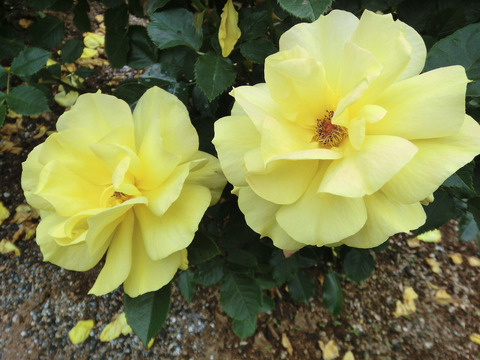 フリージアsCIMG5485