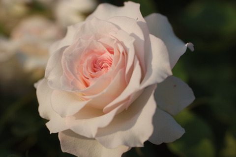 しんじゅがい　真珠貝 (3)