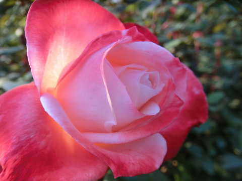 たんちょう　丹頂5300