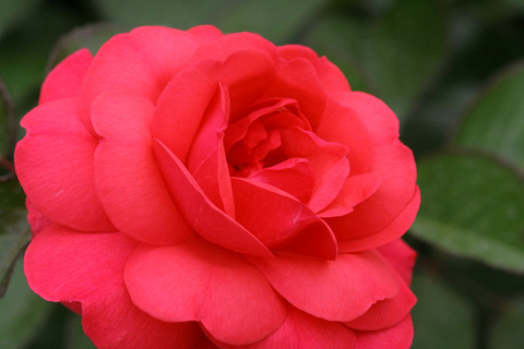 ザ・ピンクプロフェッサー1615