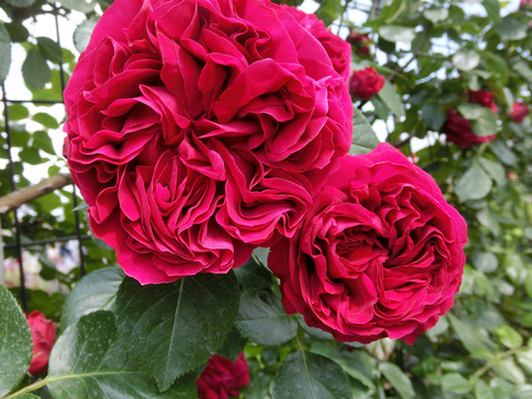 ルージュ　ピエール　ドゥ　ロンサールsCIMG3829