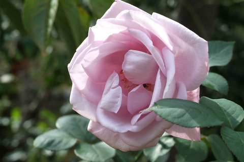 ブルー　ムーンsDSCF0710