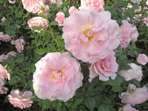 ピンク　フレンチレース4136