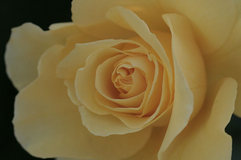 サン　フレーア5234