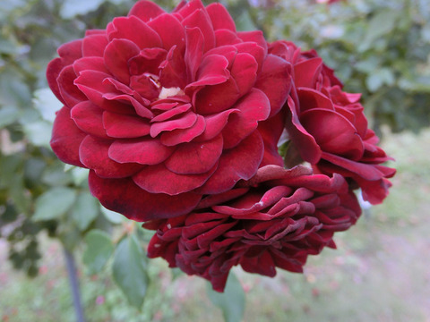 くろちょう　黒蝶sCIMG8486