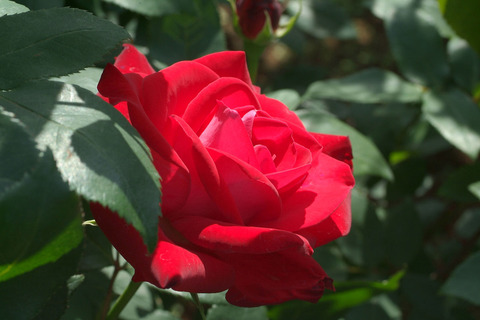 うたげ　宴　（うたげ）sDSCF1247