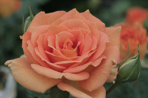 ゴレデルゼsIMG_7593