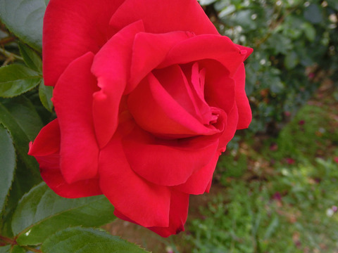 こうさい　光彩sCIMG5243