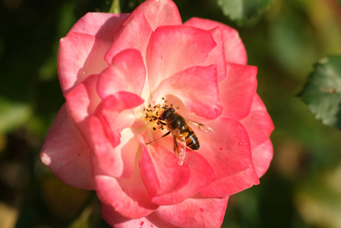 さくらがすみ　桜霞sDSCF0700