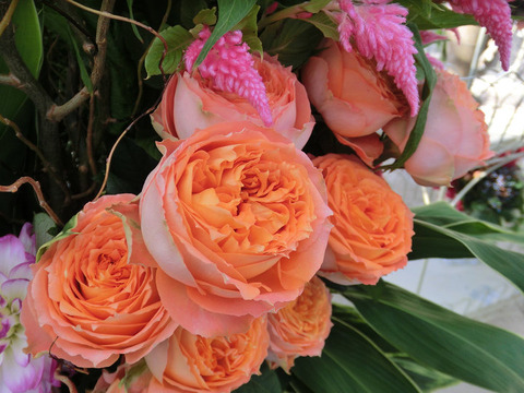 オレンジ　ロマンティカ