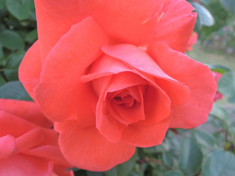 ローラ4688