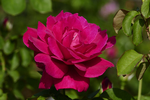 ボン　ヌイs_1220614