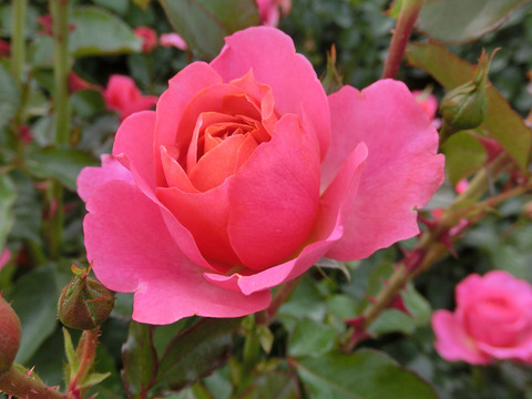 ホープ　アンド　ドリームズsCIMG5018