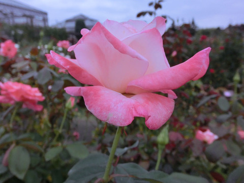 ジェミニsCIMG6963