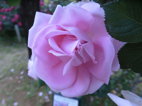 コンラッド　フェルディナンド　マイアー9044