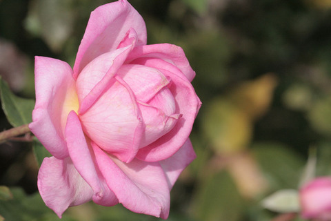 ウェディング　ベルズsIMG_4403