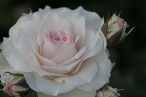 しんじゅがい　真珠貝5158