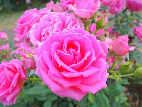 オーバーナイト　センセーションsDSCN6614