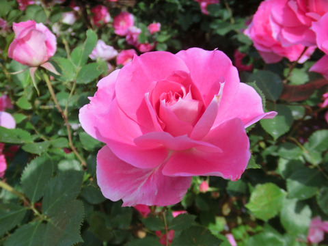 ケアフリー　ワンダー0491