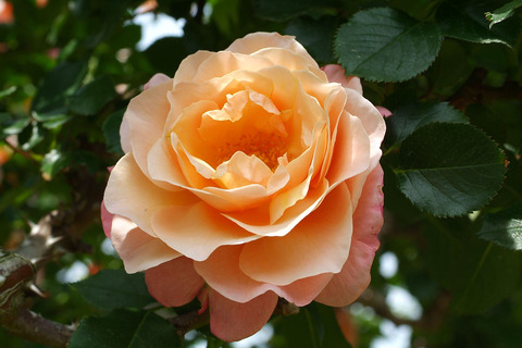 ウーメロsDSCF1803