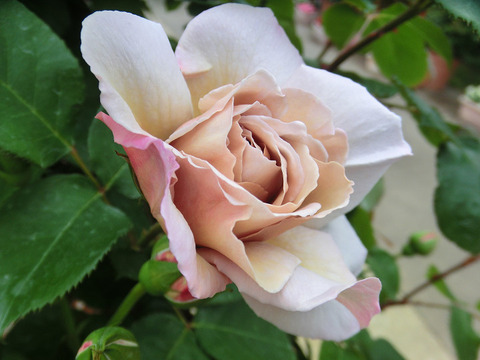 グレー　パール0806