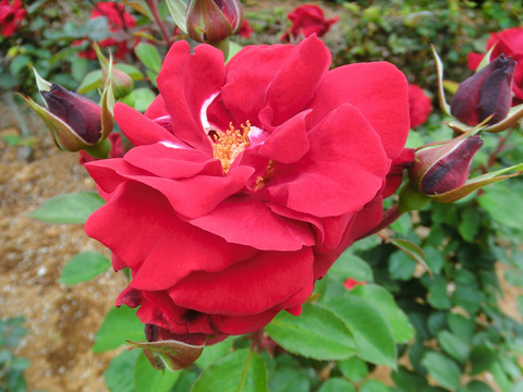 ガルテン　ツァーバァ　’８４sCIMG5528