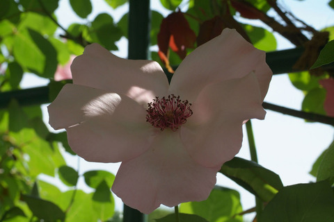 デンティ　ベスsDSCF1128