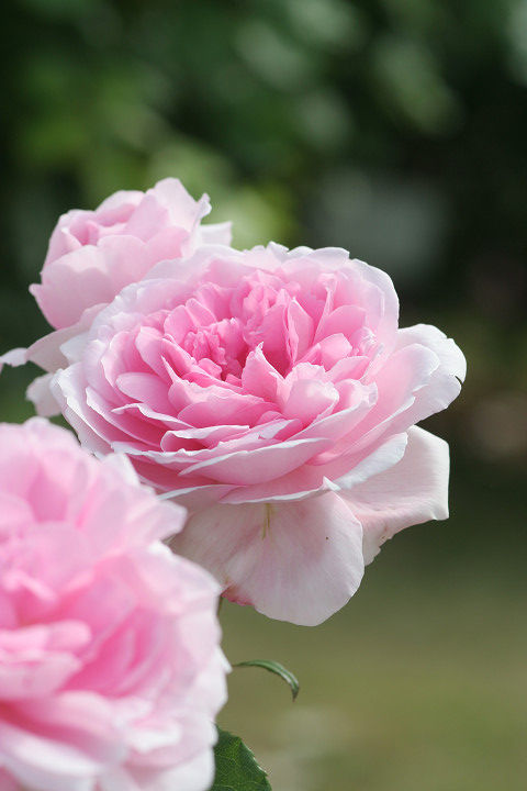 ワイフ　オブ　バス (2)