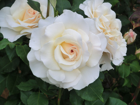 フレンチ　レースsCIMG5786