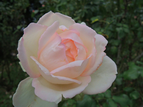 オーナー　ドゥ　バルザック6312