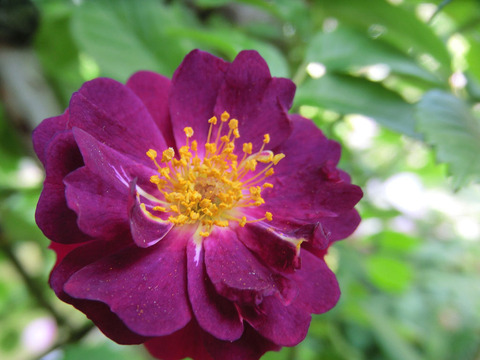 ヴァイオレット0404