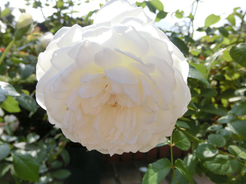 ボレロsCIMG6349