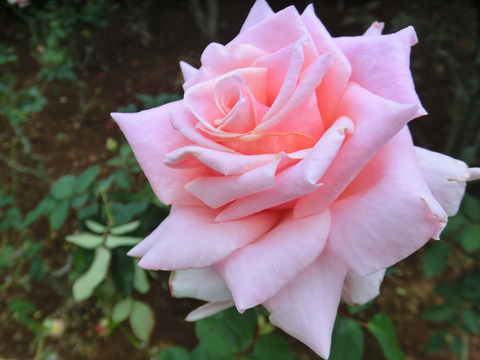 プリンセス　タカマツ