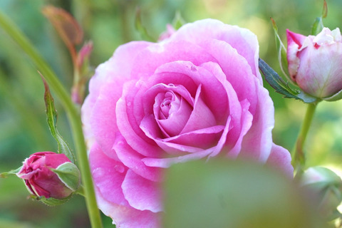 コティヨンsDSCF8537