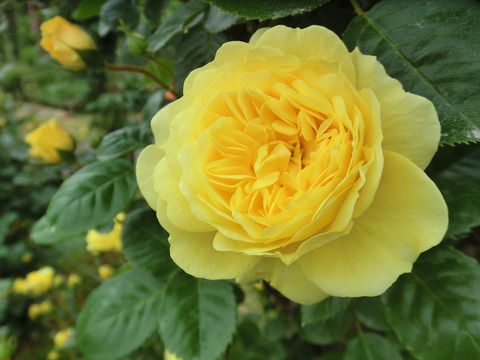 ベル　ロマンティカ0787