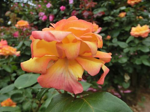 フィリップ　ノワレsCIMG5732