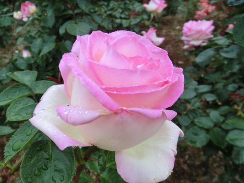 プリンセス　ドゥ　モナコsCIMG6436