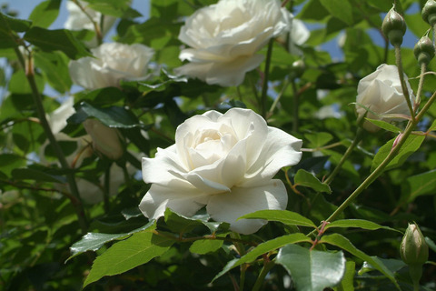 アイスバーグsDSCF0886