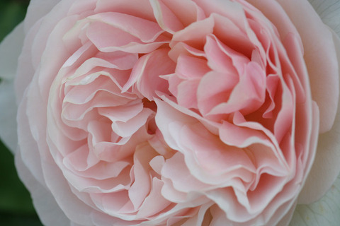 スィート　ジュリエット (2)