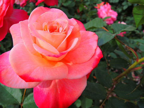 アブラカダブラsDSCN5039