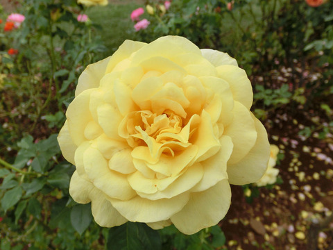 ミラベラsCIMG7288