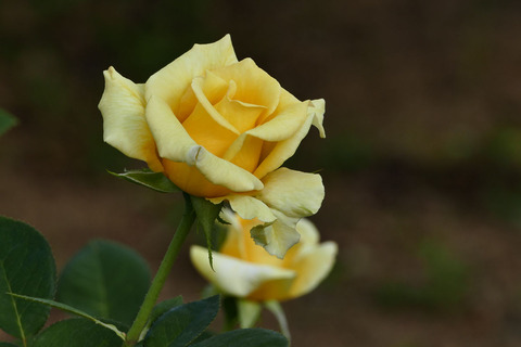 ヘルムット　シュミットs_1220548