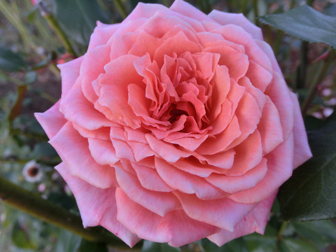 アルブレヒト　デューラー　ローズsCIMG8318