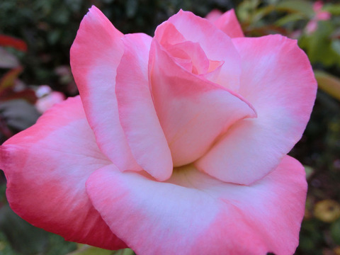 ジェミニsCIMG6958