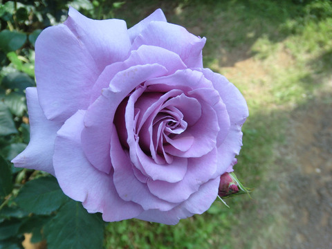 シークレット　パフューム0597