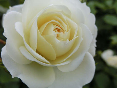 バニラ　ボニカ1302