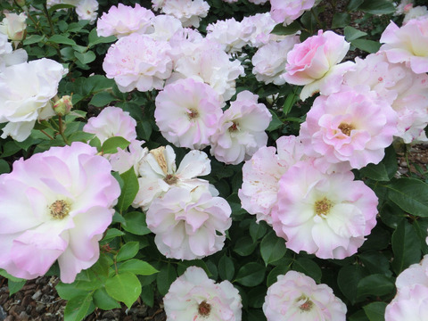 マチルダsCIMG5425