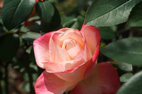 たんちょう　丹頂sDSCF0684